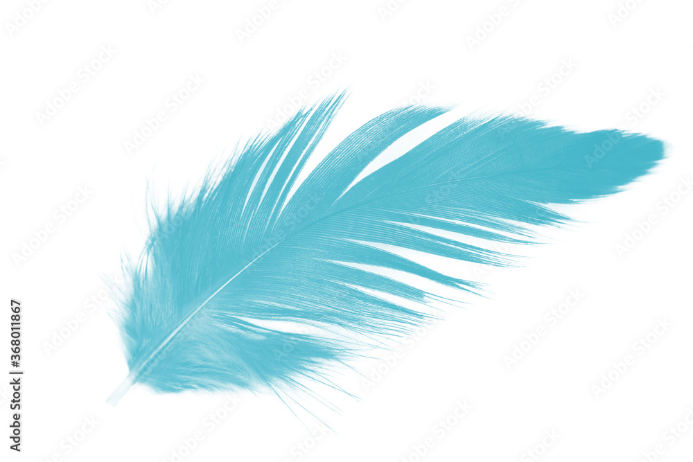 Fototapeta premium Beautiful green turquoise colors tone feather isolated on white background