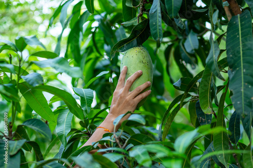 Obraz na plátne farmer hand picking mango from mango tree