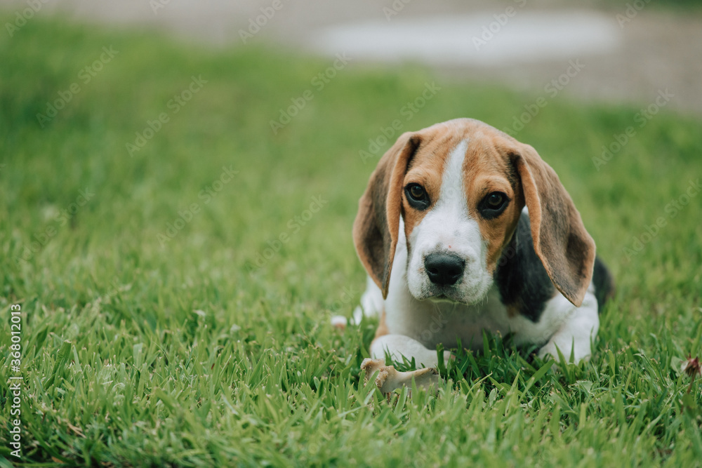 Cute male Beagle puppy, 3 months old, laying on the green grass