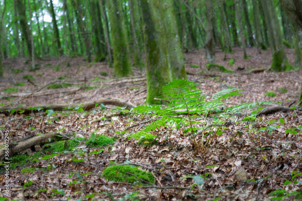 A beautiful green fern in an amazing lush green forest in Soderasen national park, Scania in southern Sweden. Woodland photography A beautiful green fern in an amazing lush green forest in Soderasen national park, Scania in southern Sweden. Woodland photography