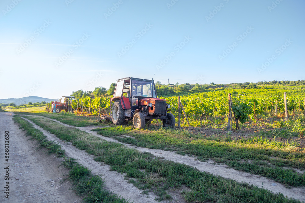 tractor in vineyards on summer day with blue sky tractor in vineyards on summer day with blue sky