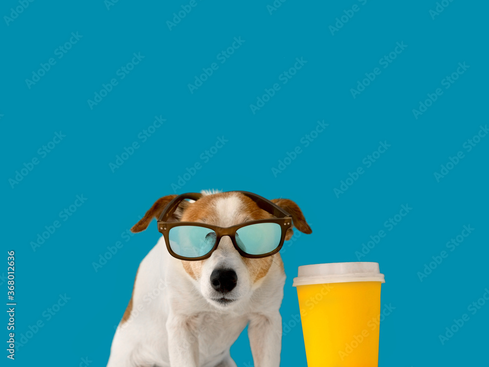 Cute jack russell dog in sunglasses and a paper cup isolated on blue background