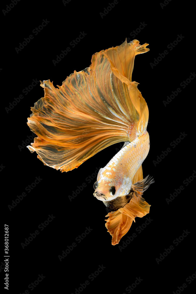 Close up art movement of Betta fish or Siamese fighting fish isolated on black background.Fine art design concept. Close up art movement of Betta fish or Siamese fighting fish isolated on black background.Fine art design concept.
