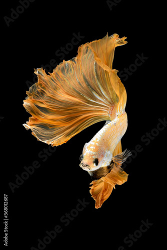 Close up art movement of Betta fish or Siamese fighting fish isolated on black background.Fine art design concept. © ChomchoeiFoto