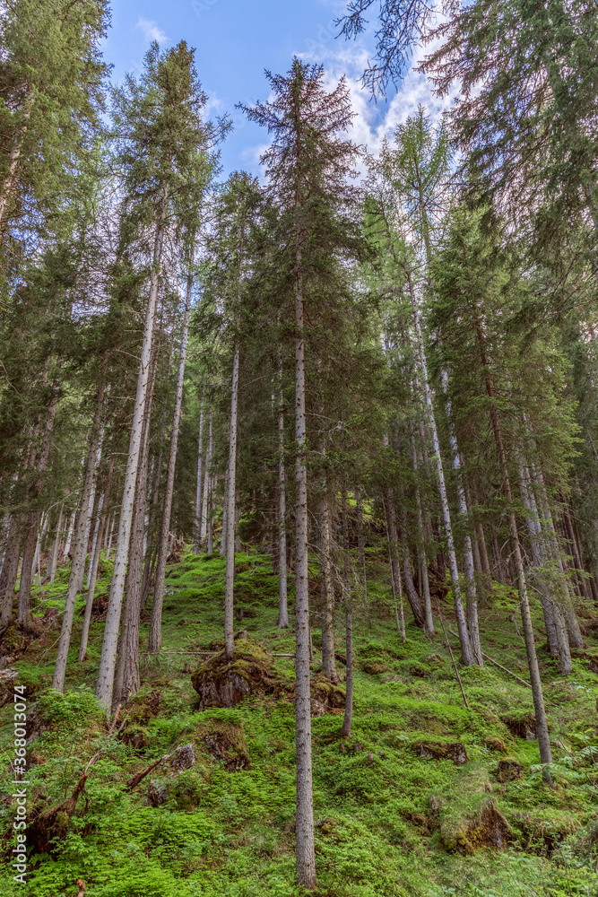 Fototapeta premium Trees on a hill in the forest under a blue sky with clouds