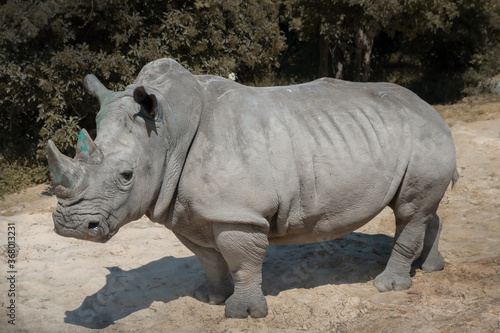 white rhinoceros standing in nature