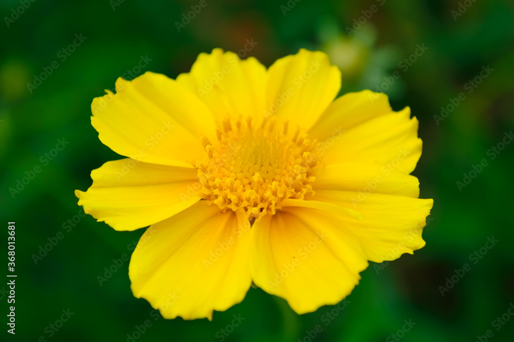 close-up - a garden yellow daisy-like flower with rounded petals on a dark green background close-up - a garden yellow daisy-like flower with rounded petals on a dark green background