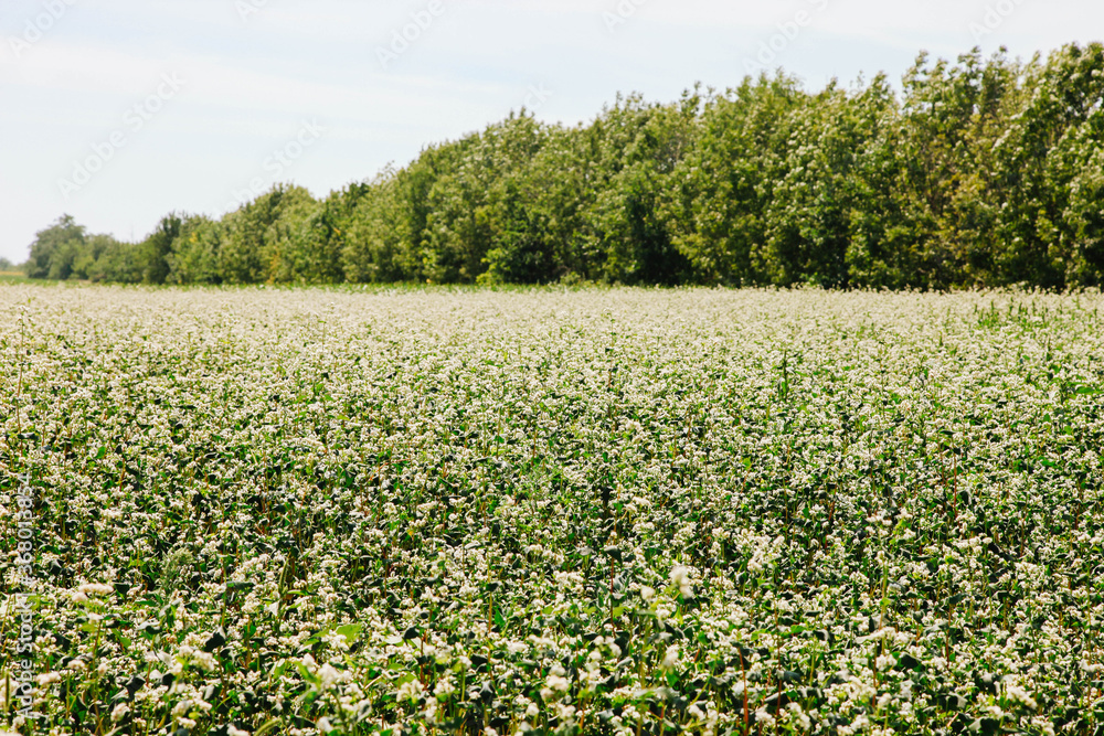 field of buckwheat blossoms