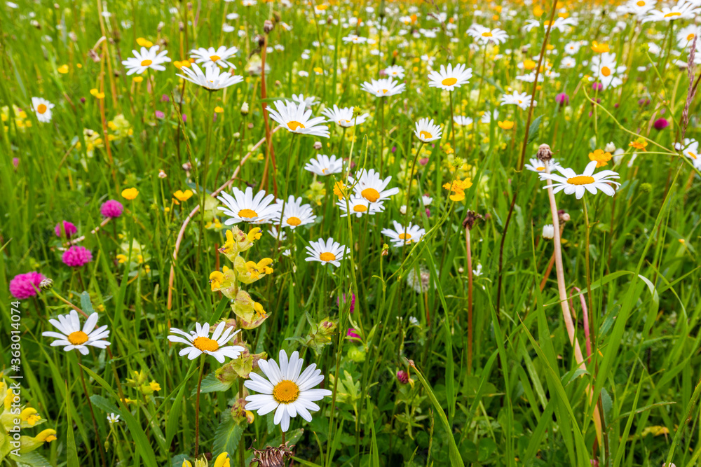 Wild daisies on a summer alpine meadow in the Italian Dolomites Wild daisies on a summer alpine meadow in the Italian Dolomites