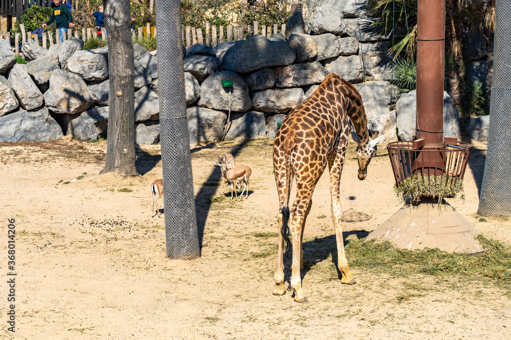 Rothschilds Giraffe (Giraffa camelopardalis rothschildi) in Barcelona ...