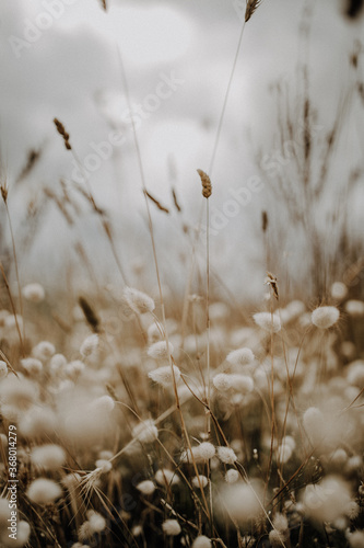 Hasenschwanzgras und Trockenblumen auf Feld im Wind