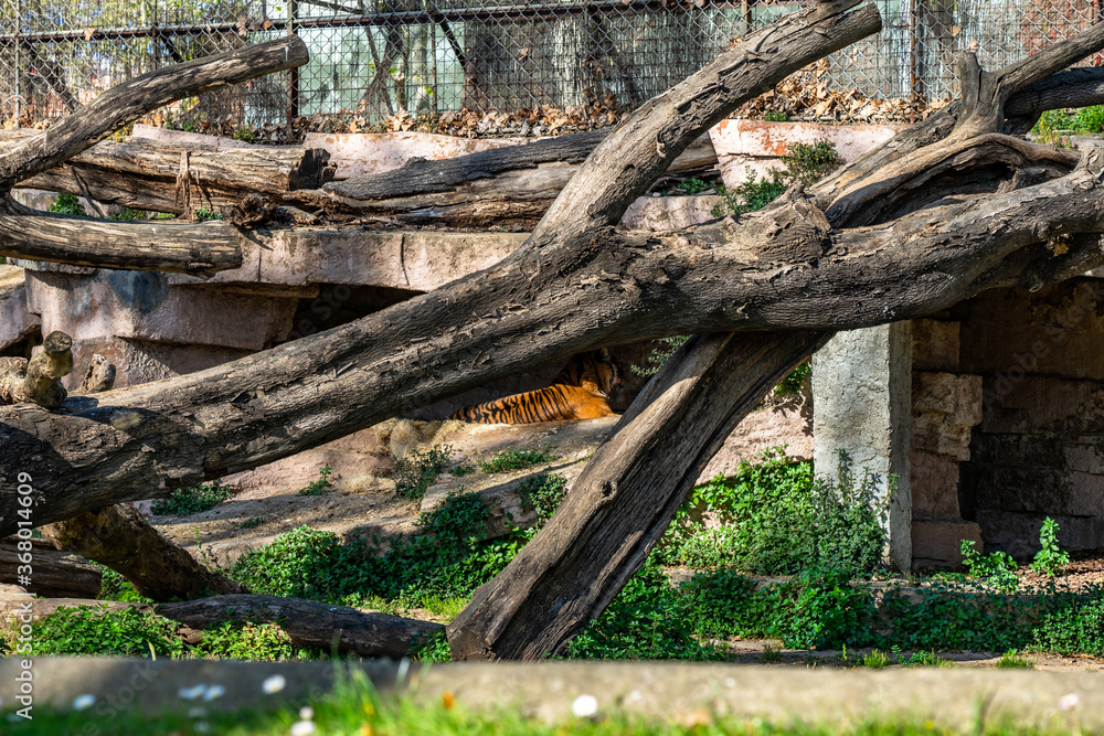Sumatran tiger (Panthera tigris sumatrae) in zoo Barcelona