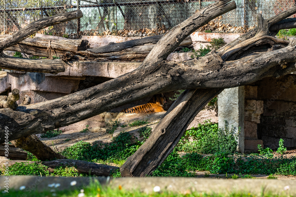 Sumatran tiger (Panthera tigris sumatrae) in zoo Barcelona Sumatran tiger (Panthera tigris sumatrae) in zoo Barcelona
