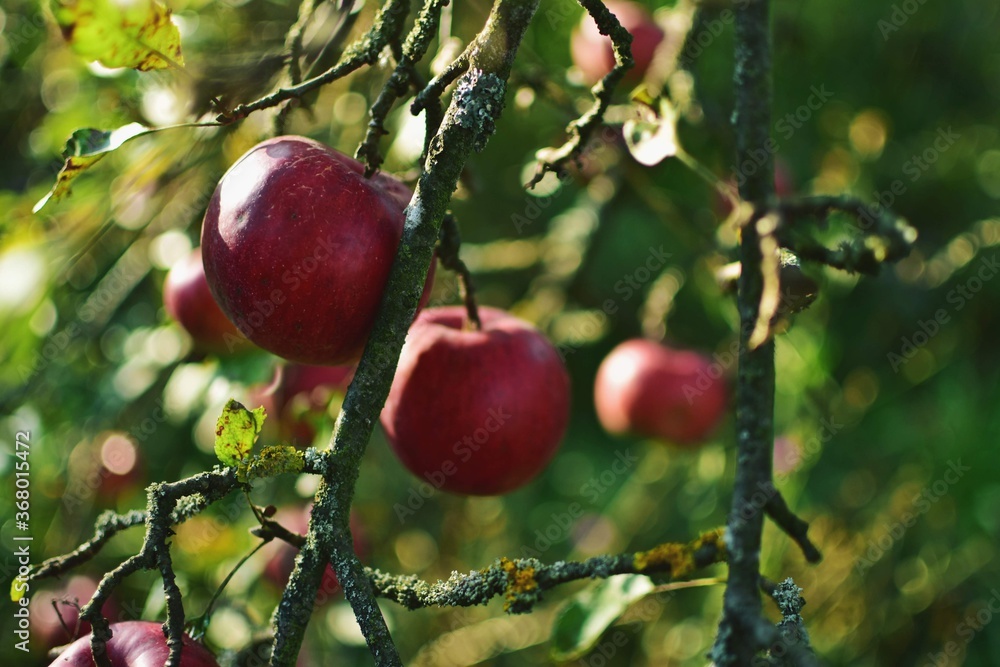 red apples in the orchard red apples in the orchard