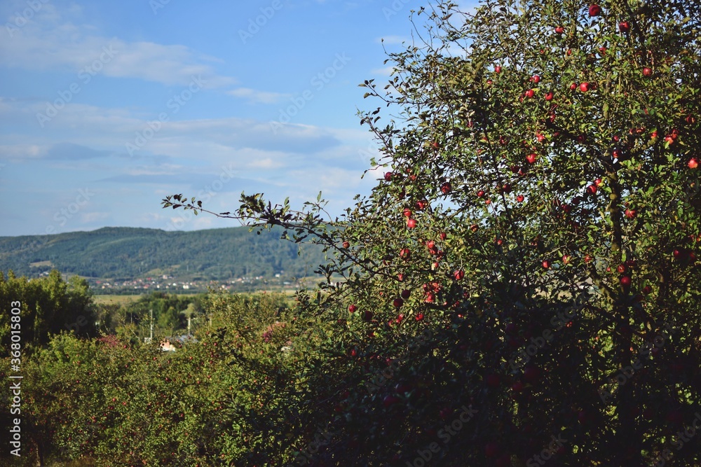 red apples in the orchard