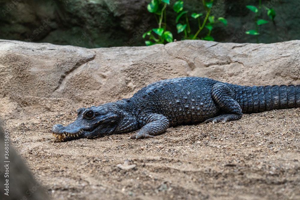 Dwarf crocodile (Osteolaemus tetraspis) in zoo Barcelona Dwarf crocodile (Osteolaemus tetraspis) in zoo Barcelona