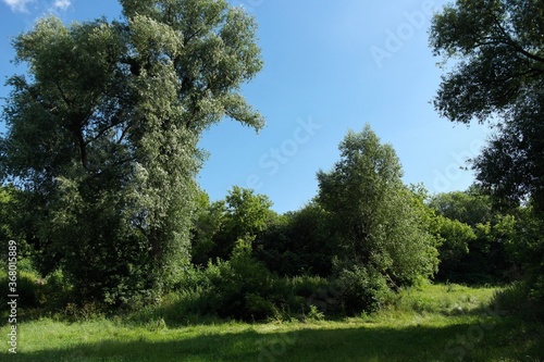 Summer landscape with trees and sky