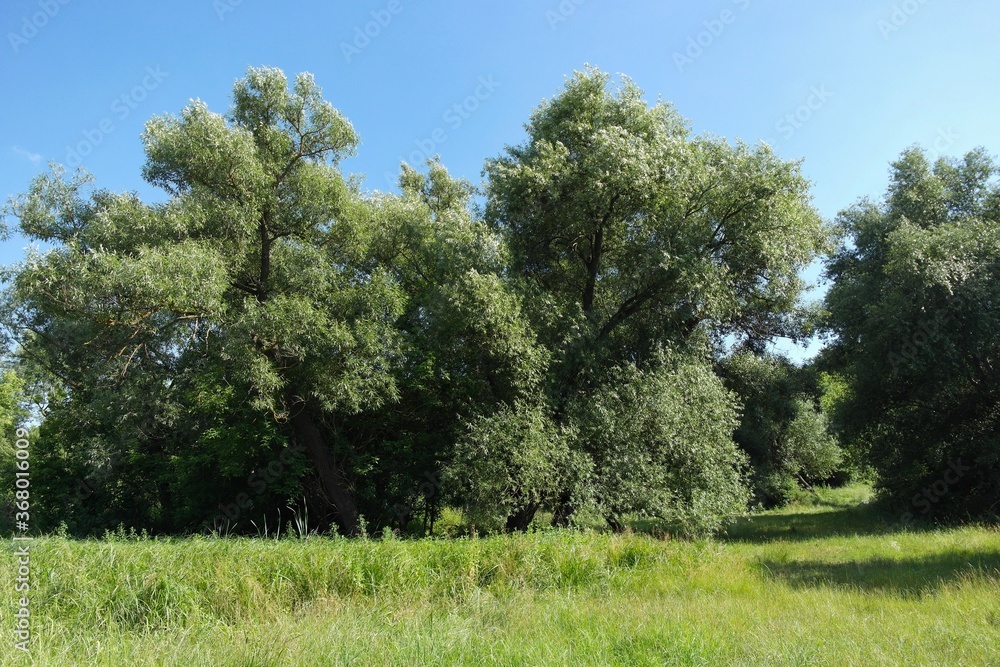 Summer landscape with trees and sky Summer landscape with trees and sky