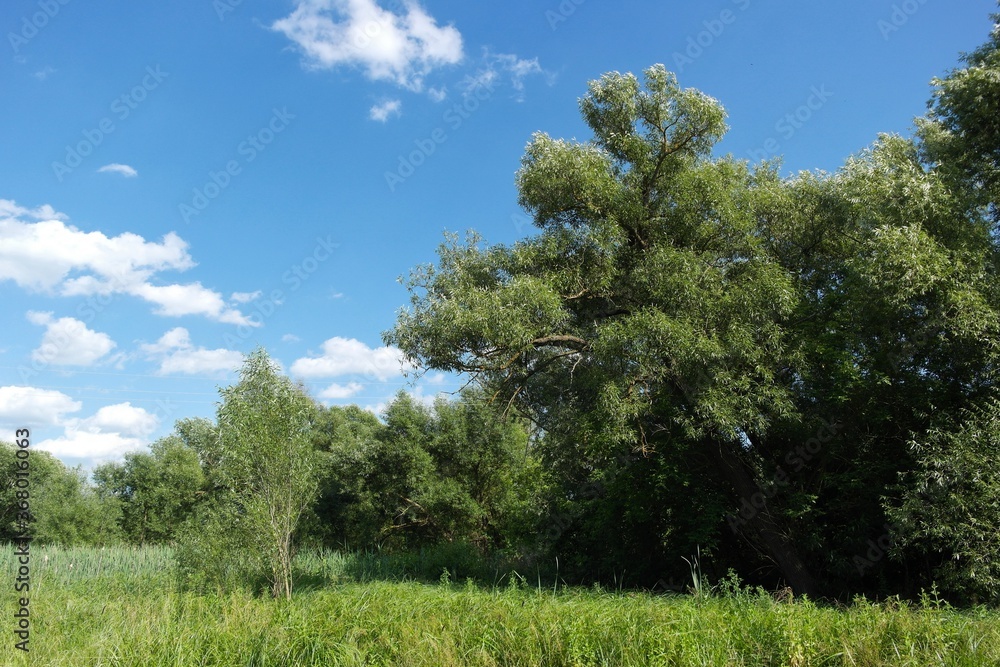 Obraz premium Summer landscape with trees and sky