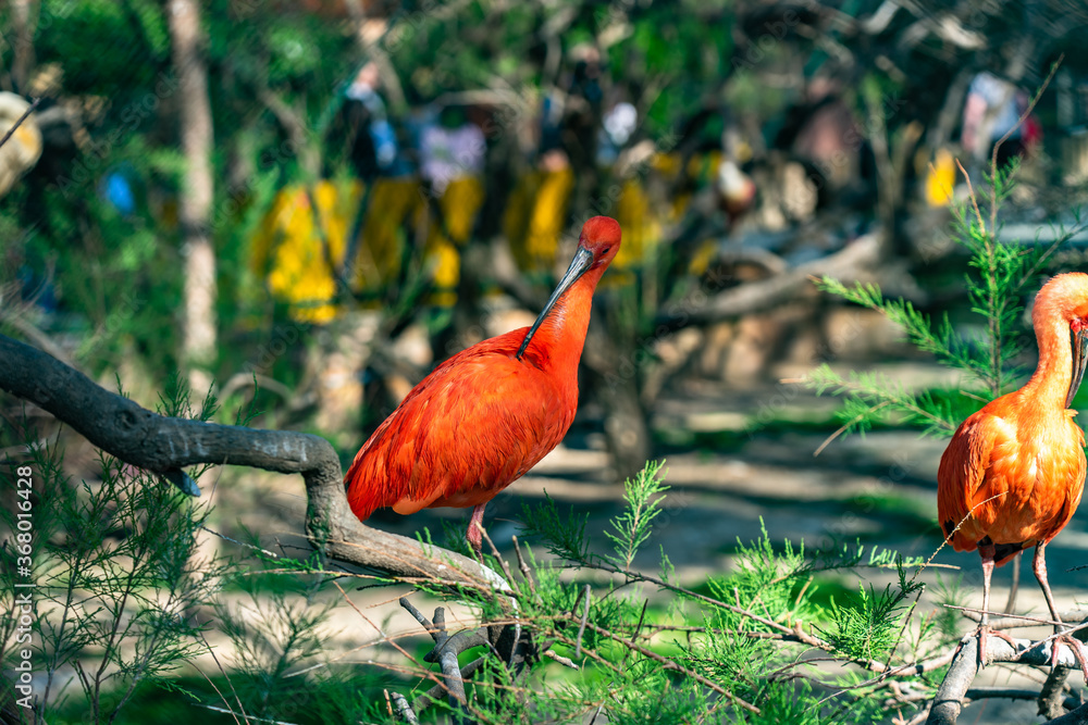 Naklejka premium Scarlet ibis (Eudocimus ruber) in Barcelona zoo