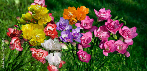 FREESIA DOUBLE