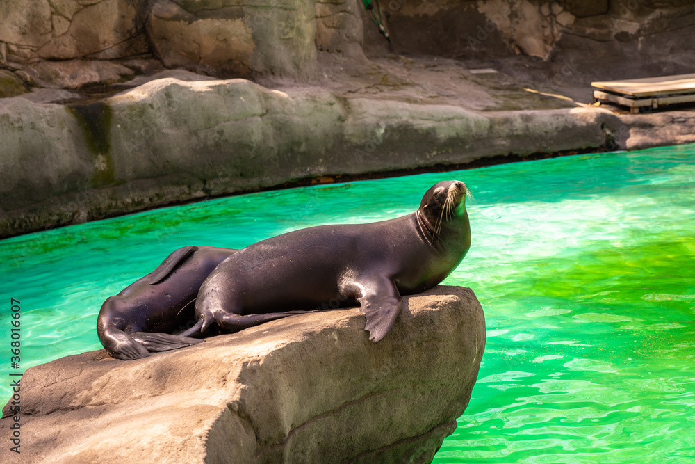 Obraz premium California sea lion (Zalophus californianus) in Barcelona Zoo