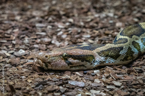 Indian rock python (Python molurus molurus) in zoo Barcelona