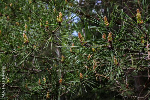 pine tree branches