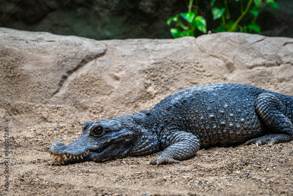 Obraz premium Dwarf crocodile (Osteolaemus tetraspis) in zoo Barcelona
