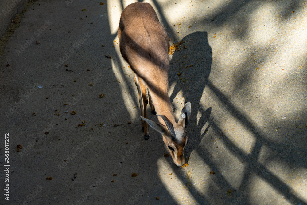 Fototapeta premium Saharian dorcas gazelle (Gazella dorcas osiris) in zoo Barcelona