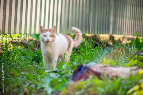 beautiful white and orange cat stands in the green grass against a metal fence on a bright Sunny day, with a small rainbow on the side