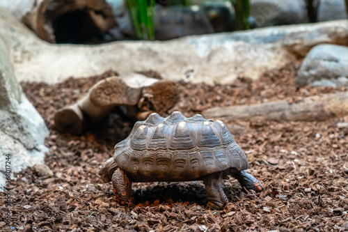Turtle tortoise terrarium in zoo Barcelona