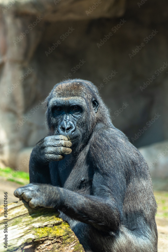 Western Lowland Gorilla in Barcelona Zoo Western Lowland Gorilla in Barcelona Zoo