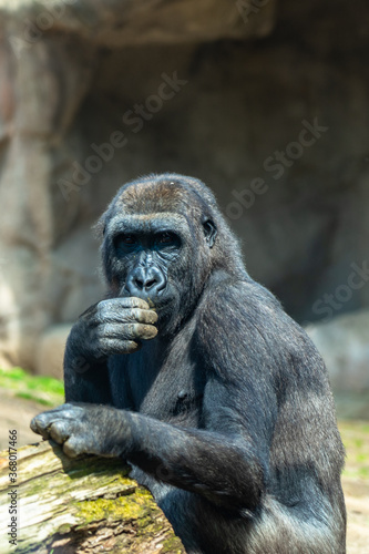 Western Lowland Gorilla in Barcelona Zoo © alzamu79