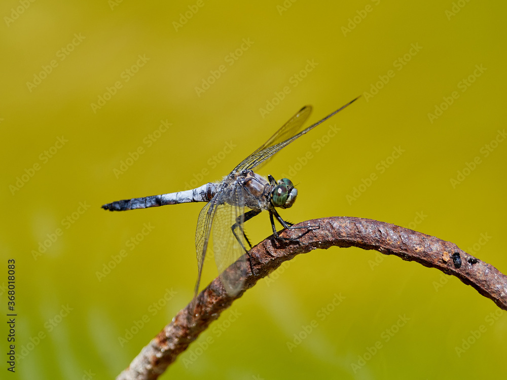 Blue dragonfly, Orthetrum cancellatum, perched on a metal rod, on the river Cazuma, near Bicorp, Spain Blue dragonfly, Orthetrum cancellatum, perched on a metal rod, on the river Cazuma, near Bicorp, Spain