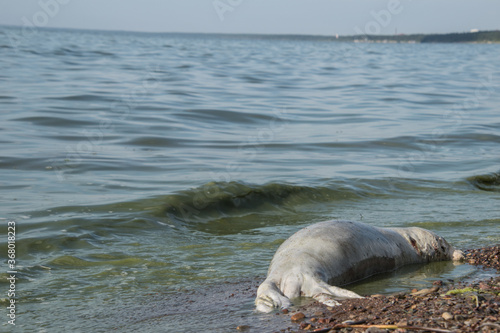 Disintegrating body of a seal that died due to algae in sea. 
