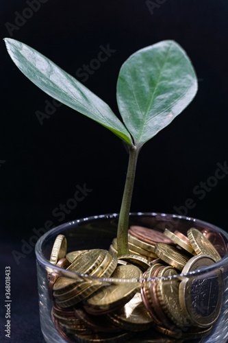 Plant Growing in the Coins Picture with black background easy to edit. Financial Growth symbol.