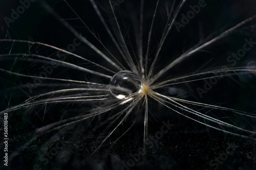Water Droplet on the Dandelion Seed Pollen