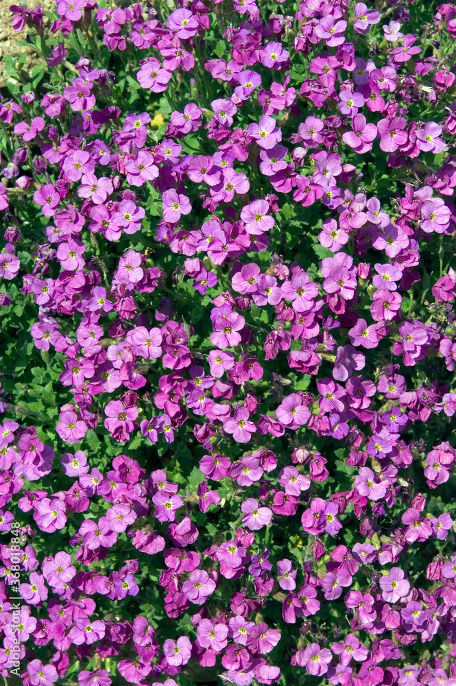 AUBRIETE AUBRIETE