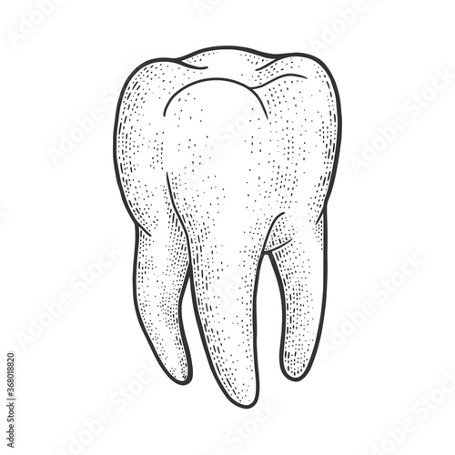 human tooth sketch engraving vector illustration. T-shirt apparel print design. Scratch board imitation. Black and white hand drawn image.