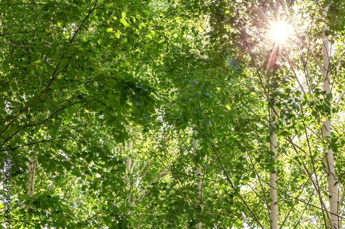 Natural background with texture of birch tree leaves with sun and sunbeams through fresh green foliage and branches in forest in summer warm spring day