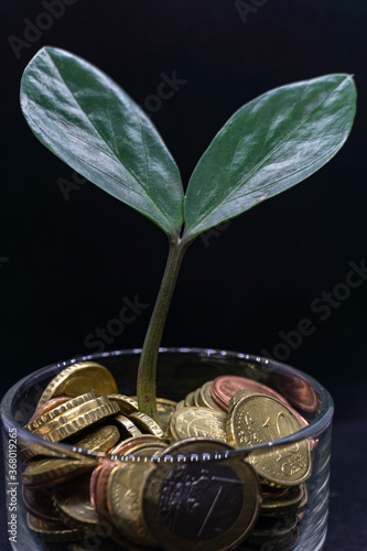 Close Up Plant growing in the Coins Picture for Investment and financial growth symbol