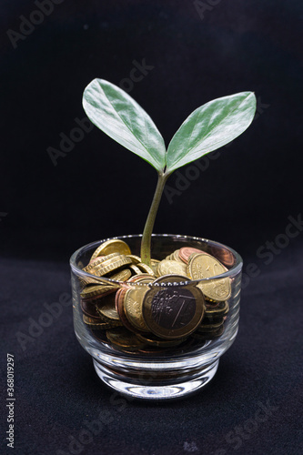Growing Plant in the Coins good for financial investment ads