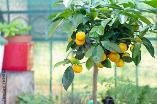 Obraz na plátně calamondin tree with ripe calamondin fruit