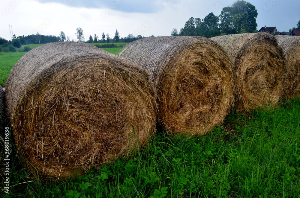 Freshly rolled straw rolls in the green meadow, close-up. Round bay bale rolls in a green field Freshly rolled straw rolls in the green meadow, close-up. Round bay bale rolls in a green field