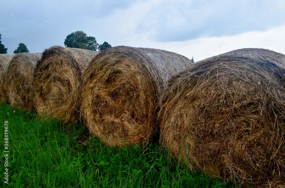Freshly rolled straw rolls in the green meadow, close-up. Round bay bale rolls in a green field Freshly rolled straw rolls in the green meadow, close-up. Round bay bale rolls in a green field