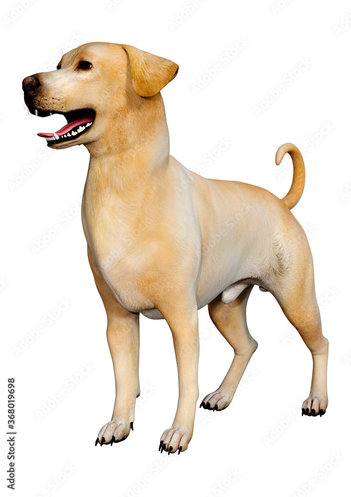 3D Rendering Labrador Dog on White 3D Rendering Labrador Dog on White