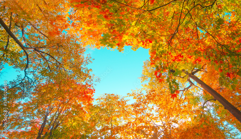 Autumn forest background. Vibrant color tree, red orange foliage in fall park. Nature change scene. Yellow leaves in october season Sun in blue sky Sunny day weather, bright light banner, border frame - obrazy, fototapety, plakaty 