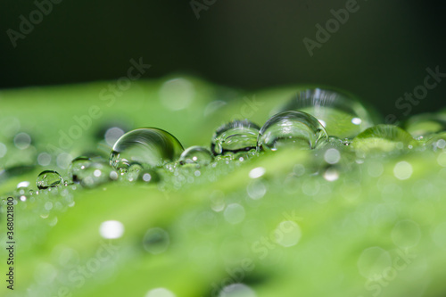 Dew drops on green leaf. meadow grass in drops rain, nature background. From pure water