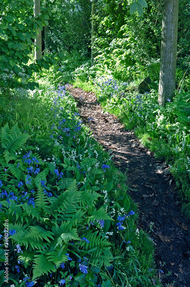 Obraz premium SOUS-BOIS ET SENTIER EN ECORCES
